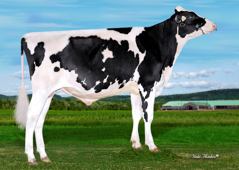 HEARTLAND — 799HO00098